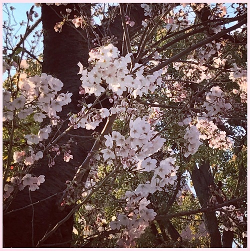 あかり！桜開花の画像