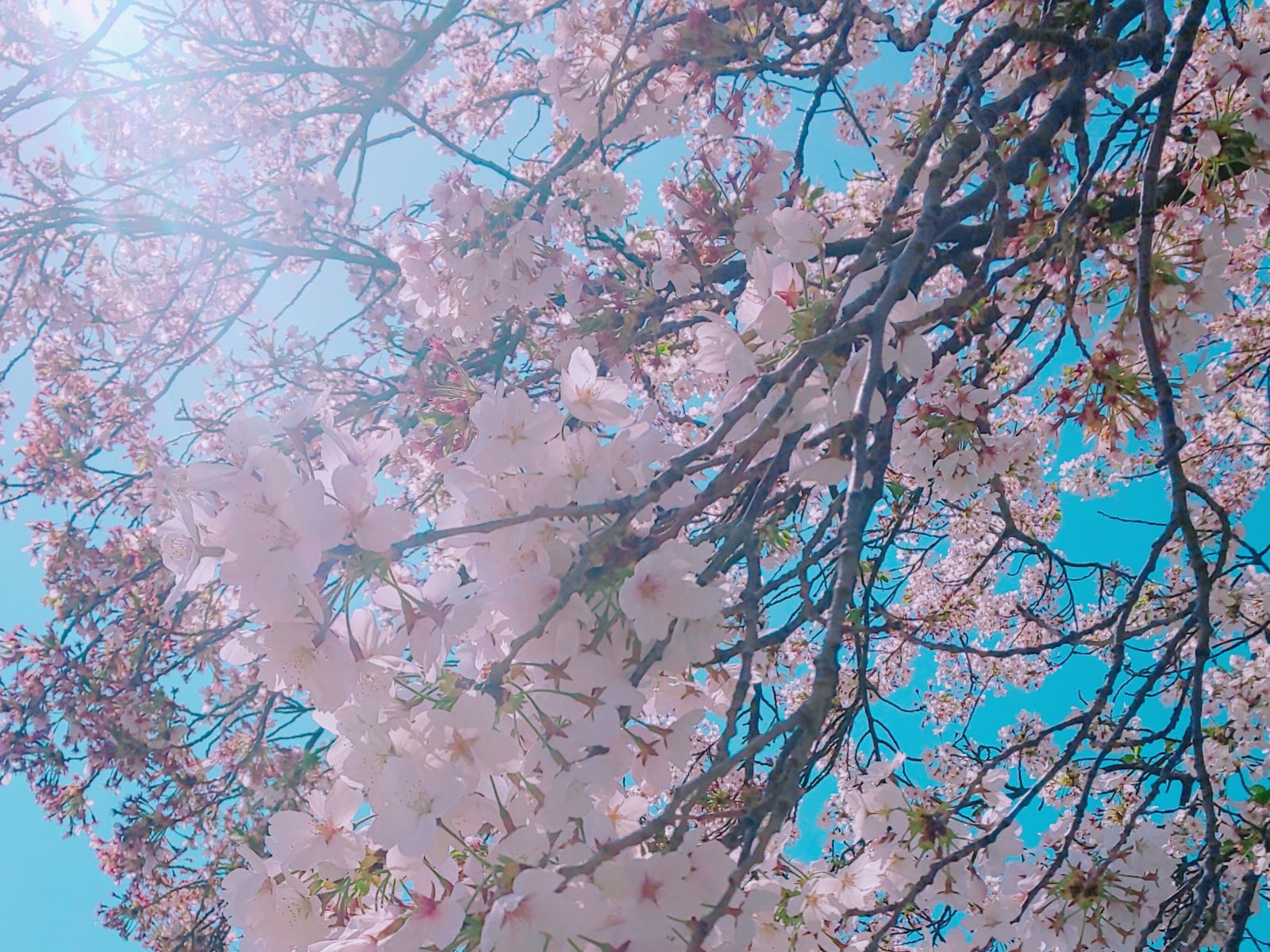 ななこブログ見納めの桜の画像