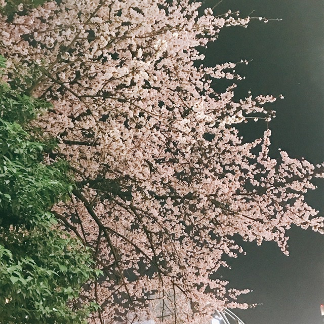 こはく☆さくらの画像